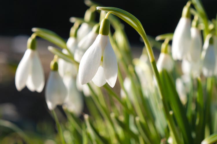 Snödroppar i vårsolen